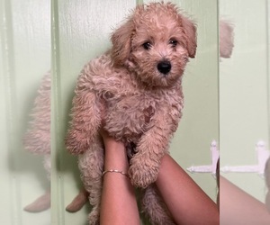Schnoodle (Miniature) Puppy for sale in LAKE HELEN, FL, USA