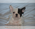 Puppy 1 French Bulldog