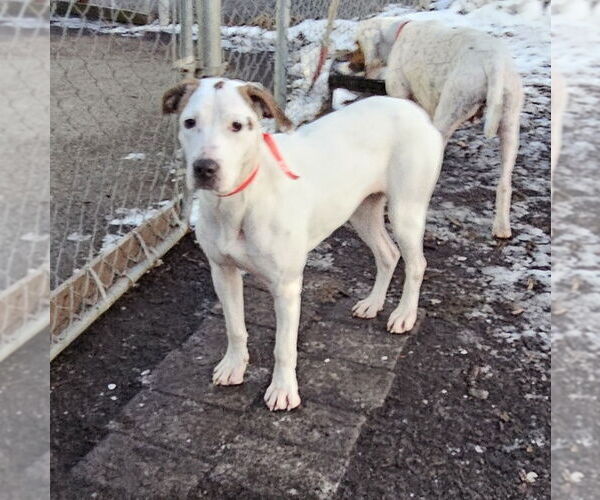 Medium Photo #4 Mutt Puppy For Sale in Bloomingdale, NJ, USA