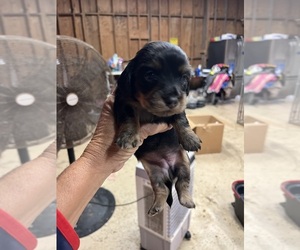 Dachshund Puppy for sale in WHITE OAK, GA, USA