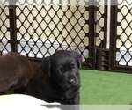 Small Photo #5 Labrador Retriever Puppy For Sale in DEWITT, VA, USA