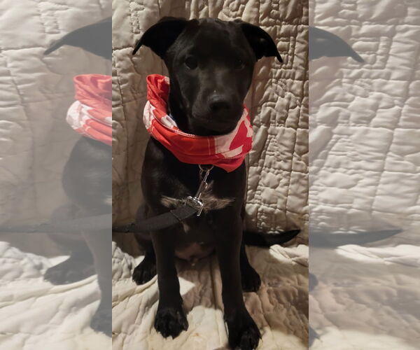 Medium Photo #14 American Pit Bull Terrier-Unknown Mix Puppy For Sale in Germantown, OH, USA