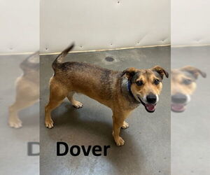 Dover - Male Bull Terrier-Unknown Mix Dog for Adoption - Photo #2