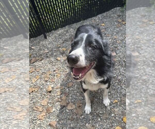 Medium Photo #2 Border Collie-Unknown Mix Puppy For Sale in Elmsford, NY, USA