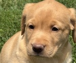 Small Photo #8 Labrador Retriever Puppy For Sale in SPOTSYLVANIA, VA, USA