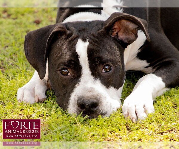 Medium Photo #15 American Staffordshire Terrier-Boston Terrier Mix Puppy For Sale in Marina del Rey, CA, USA