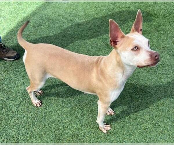Medium Photo #1 American Pit Bull Terrier Puppy For Sale in Norco, CA, USA