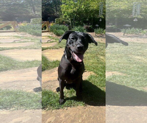 Medium Photo #7 Mutt Puppy For Sale in Rustburg, VA, USA