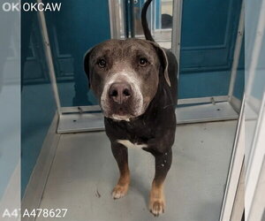 Mutt Dogs for adoption in Oklahoma City, OK, USA