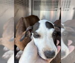 A481056 - Male Mutt Dog for Adoption - Small photo