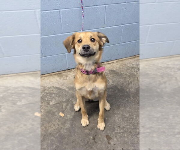 Medium Photo #2 Mutt Puppy For Sale in Evansville, IN, USA