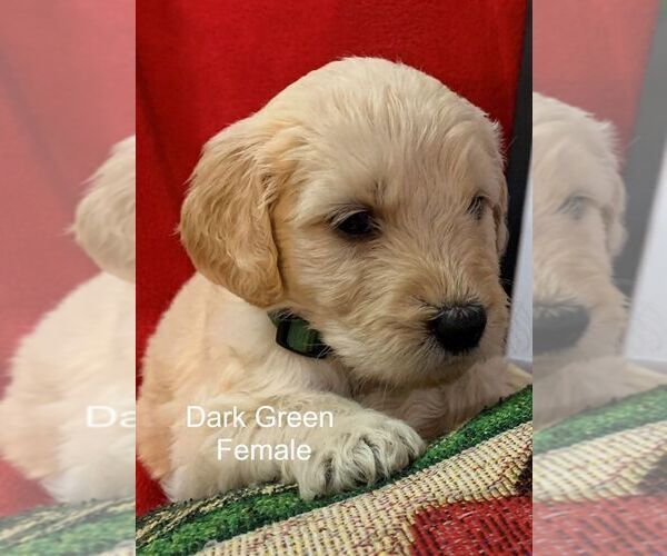 Medium Photo #2 Goldendoodle Puppy For Sale in PORTSMOUTH, OH, USA