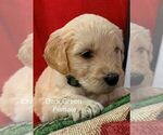 Small Photo #2 Goldendoodle Puppy For Sale in PORTSMOUTH, OH, USA
