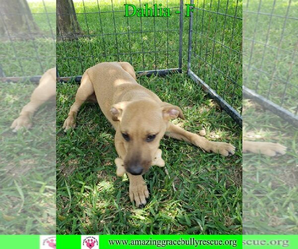 Medium Photo #9 Australian Shepherd-Beagle Mix Puppy For Sale in Pensacola, FL, USA