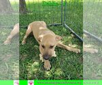 Small Photo #9 Australian Shepherd-Beagle Mix Puppy For Sale in Pensacola, FL, USA