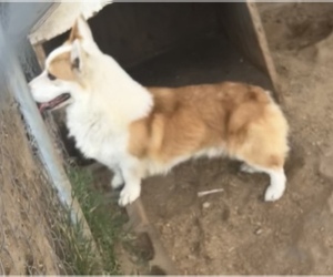 Father of the Pembroke Welsh Corgi puppies born on 05/02/2025