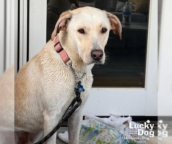 Medium Photo #5 Labrador Retriever-Unknown Mix Puppy For Sale in Washington, DC, USA