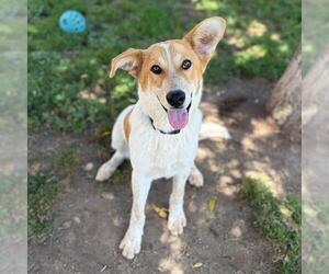 Anatolian Shepherd-Unknown Mix Dogs for adoption in Modesto, CA, USA