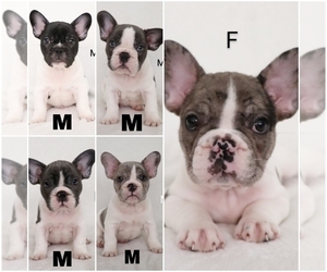 French Bulldog Puppy for sale in APOLLO, PA, USA