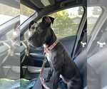 Small #3 American Pit Bull Terrier-Staffordshire Bull Terrier Mix