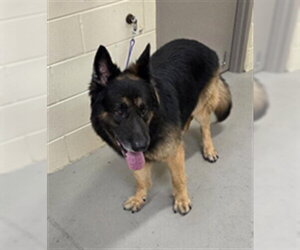 German Shepherd Dog-Unknown Mix Dogs for adoption in Sanford, FL, USA