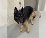 Small German Shepherd Dog Mix