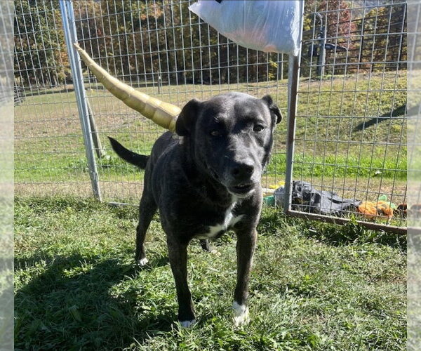 Medium Photo #4 American Bulldog-Siberian Husky Mix Puppy For Sale in Westminster, MD, USA