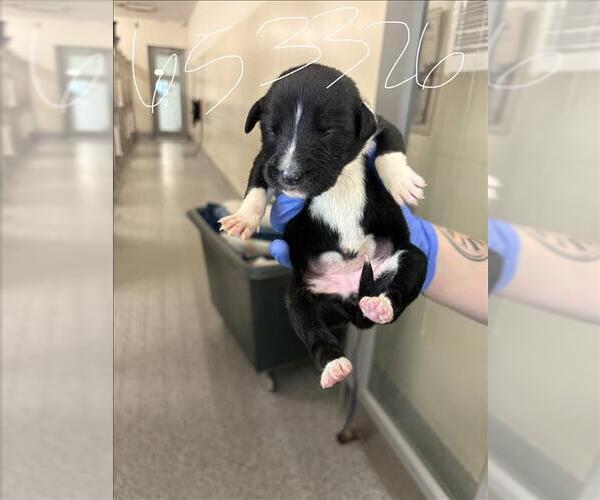 Medium Photo #1 Labrador Retriever Puppy For Sale in Houston, TX, USA