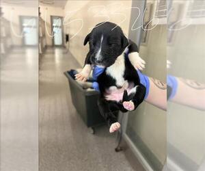 Labrador Retriever Dogs for adoption in Houston, TX, USA