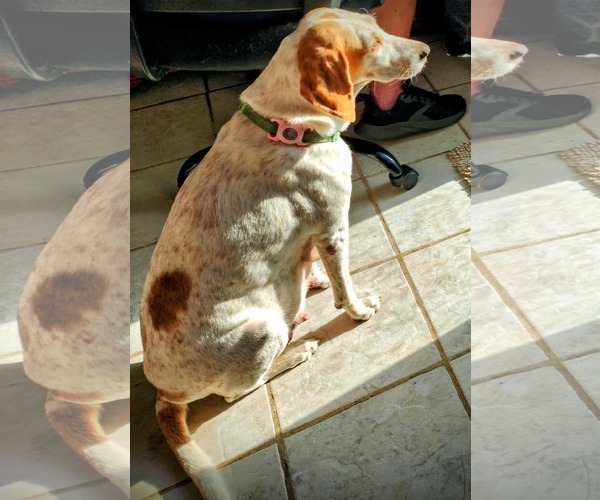 Medium Photo #7 Treeing Walker Coonhound Puppy For Sale in Tampa, FL, USA