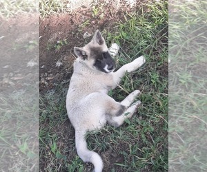 View Ad: Akita Litter of Puppies for Sale near Ohio, SPRINGFIELD, USA