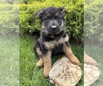 Small #2 German Shepherd Dog