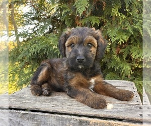 Poodle (Miniature)-Whoodle Mix Puppy for sale in MIDDLEBURY, IN, USA