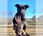 Small Photo #9 German Shepherd Dog Puppy For Sale in ELLENBORO, NC, USA