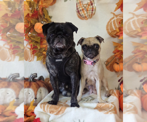 Medium Photo #2 Pug Puppy For Sale in COOKEVILLE, TN, USA