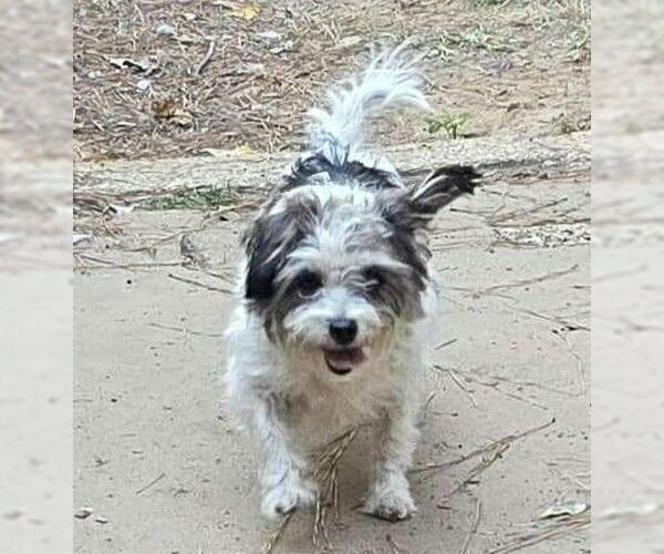 Medium Photo #2 Shih Tzu-Unknown Mix Puppy For Sale in Boonton, NJ, USA