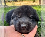 Puppy 26F Purple German Shepherd Dog