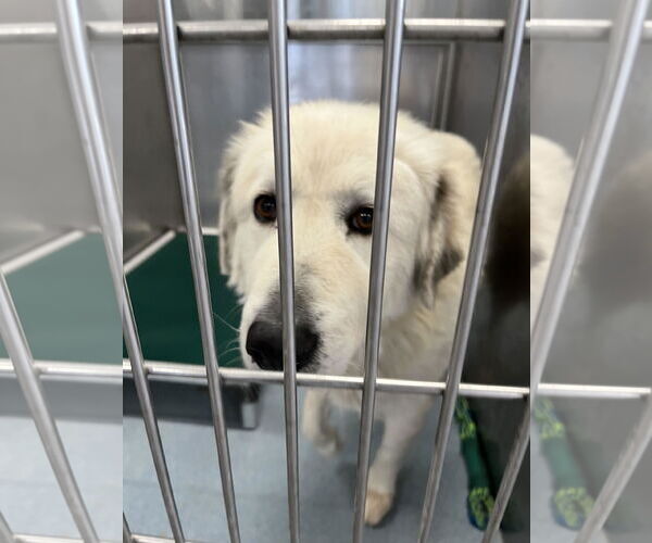 Medium Photo #2 Great Pyrenees Puppy For Sale in Pasadena, CA, USA