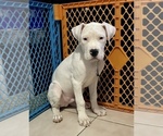 Small Photo #1 Dogo Argentino Puppy For Sale in DORAL, FL, USA
