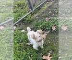 Small Photo #1 Yorkshire Terrier Puppy For Sale in CERES, CA, USA