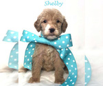 Small Photo #41 Goldendoodle Puppy For Sale in DEMOPOLIS, AL, USA