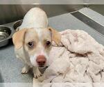 PRINGLE - Male Beagle-Parson Russell Terrier Mix Dog for Adoption - Small photo