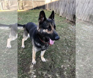 Matthias - Male German Shepherd Dog Dog for Adoption - Photo #7