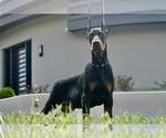 Small #6 Doberman Pinscher