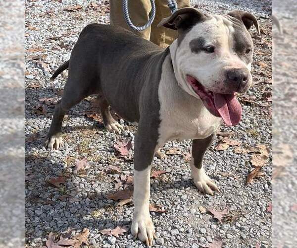 Medium Photo #13 American Pit Bull Terrier-Unknown Mix Puppy For Sale in Rustburg, VA, USA