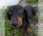 Small #7 Dachshund