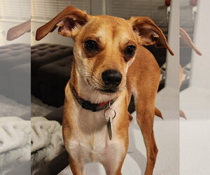 Chihuahua-Whippet Mix Dogs for adoption in Bellevue, WA, USA
