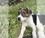 Small Photo #6 Beagle-Unknown Mix Puppy For Sale in Sanford, FL, USA