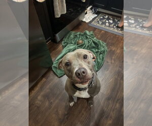 Penny (Penelope) - Female Mutt Dog for Adoption - Photo #4