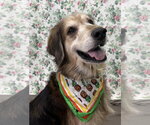 Small Australian Shepherd Mix